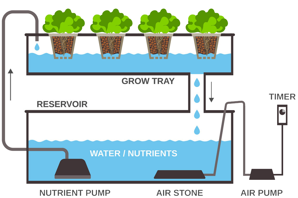 How Hydroponic System Work for Growing Plants & It's Benefits