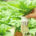 Edible Plants for your Vertical Garden